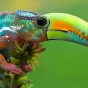 Профессиональный "фотошопер" создает животных невиданной красы (ФОТО)