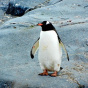 Антарктический пингвин непонятным образом преодолел 3000 километров и оказался в Новой Зеландии