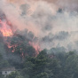 Європейські ліси втрачають здатність поглинати CO₂