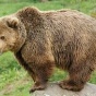Медведь на военной базе испугал солдат