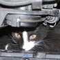 «АвтоВАЗ» отказался оперативно менять конструкцию LADA Kalina ради кошек