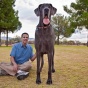 Умер самый большой в мире пес (ФОТО)