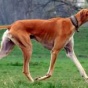 Топ 11 самых редких пород собак в мире (ФОТО)