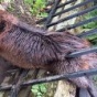 Жирного бобра спасли из забора при помощи мыла