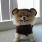 Самый игрушечный живой щенок в мире (ФОТО)