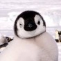 Завораживающая Антарктида: императорские пингвины (ФОТО)