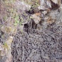 Туристическая мекка - колодцы со змеями в Манитобе (ФОТО)