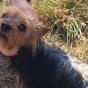 Верный пес спас потерявшуюся трехлетнюю девочку