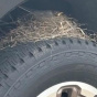 В США проданий Ford F-250 не можуть віддати покупцю через птаха