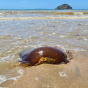 На австралийском побережье нашли загадочное коричневое существо