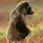 Медвежонок гризли изобрёл новый способ спускаться с холма (ФОТО)