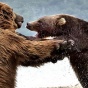 Удивительный фоторепортаж: как два медведя подрались за рыбку (ФОТО)