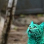 Удивительный зеленый кот из Варны (ФОТО)