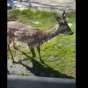 Возле станции метро в Киеве разгуливал олень (видео)