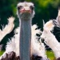 ТОП-10 удивительных фактов о сексе в мире животных (ФОТО)