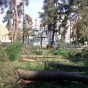 Огромные сосны на Дарнице строители срубили незаконно