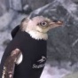 Трогательная история пингвина в гидрокостюме (ФОТО)