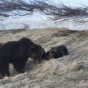 Жизнь медведей на Камчатке (ФОТО)