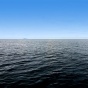 Ученые подтвердили восстановление экосистемы Черного моря