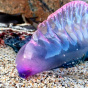 У берегов Великобритании заметили смертельно опасных фиолетовых существ (фото)