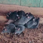 Жительница Эстонии обнаружила редчайшего «крысиного короля» у себя на ферме