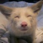Уникальное домашнее животное: розовая лисица (ФОТО)