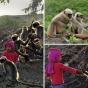 Уникальный дар: двухлетний мальчик свободно общается со стаей диких обезьян (ФОТО)