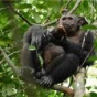 Неожиданное открытие: Шимпанзе охотятся на черепах (ФОТО)