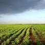 Документы на землю на Киевщине получили 3 458 участников АТО - Шумский