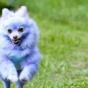 Фиолетовая собака заработала шесть тысяч фунтов