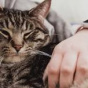 Филинологи рассказали, почему коты любят спать на человеке
