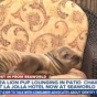 В США морской лев пробрался в гостиницу и уселся в кресле