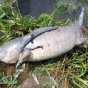 В Сети юзеры ломают головы над жутким водяным существом с четырьмя ногами