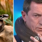Змія ледве не задушила телезірку Австралії в прямому ефірі
