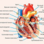 Лікарі радять: якщо хочете мати здорове серце, відрегулюйте роботу органів травлення
