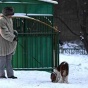 В Петербурге предложили создать партию собаководов