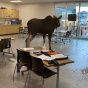 Урок биологии в канадской школе прервал зашедший в класс лось