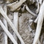 Гиганты Амазонки: немецкие специалисты изучают поразительные скелеты, обнаруженные в Эквадоре и Перу (ФОТО)