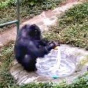 Шимпанзе стирают и занимаются уборкой (ФОТО)