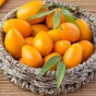 Цитрусовые фрукты: виды и польза