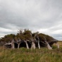 Удивительные деревья в Новой Зеландии (ФОТО)