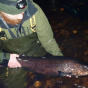 Шотландские ученые поймали «лох-несское чудовище» - огромную колючую форель