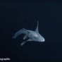 Редкую акулу-призрака впервые засняли на видео (ФОТО)