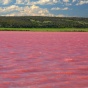 Чудесное превращение обыкновенного озера в «розовый кисель»: (ФОТО)