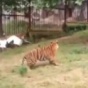 В китайском зоопарке журавль дал отпор двум тиграм (видео)
