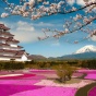 В Японии зацвела сакура (ФОТО)
