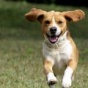 ТОП-9 научно подтвержденных причин завести собаку (ФОТО)