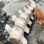 Огромный скелет загадочного существа обнаружили на пляже в Шотландии