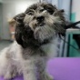 Парикмахер-волонтёр устраивает салоны красоты для приютских собак, чтобы помочь им найти семью (ФОТО)