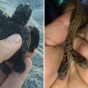 Двухголовый детёныш черепахи и двухголовая змея обнаружены в США (ФОТО)